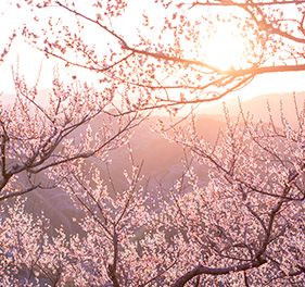 石神邑 一目30万本「紀州石神田辺梅林」