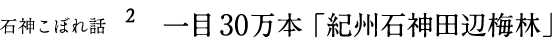 石神邑 一目30万本「紀州石神田辺梅林」