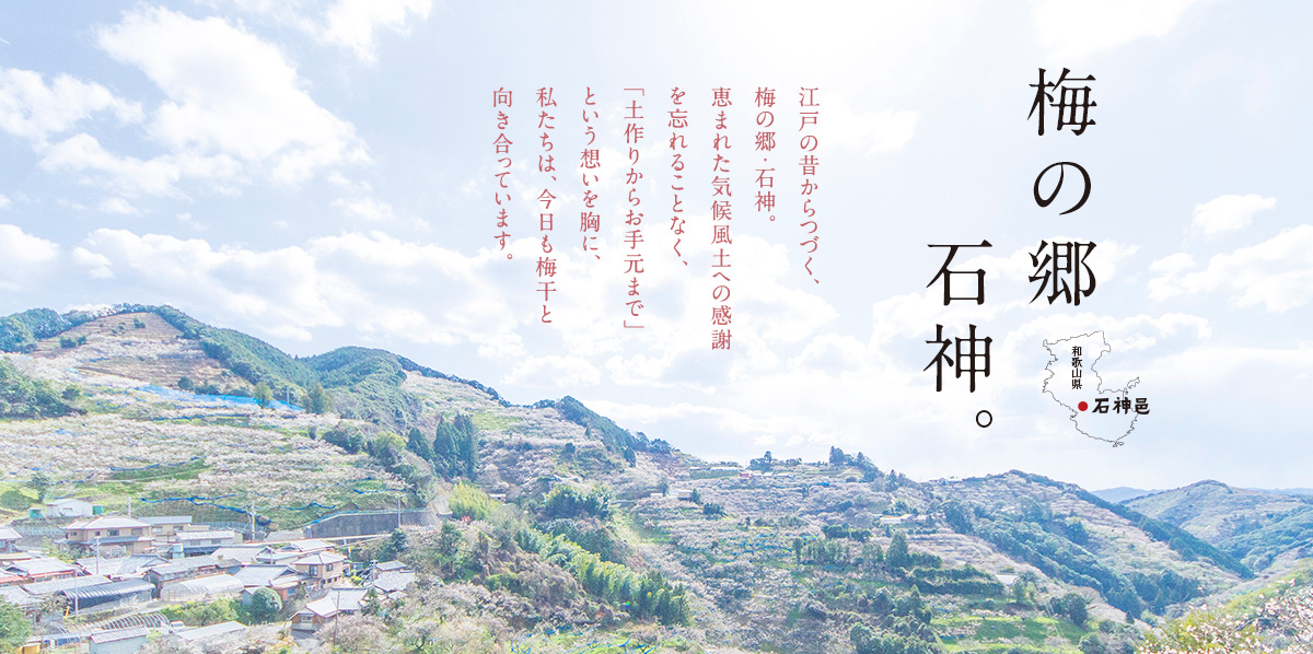 梅の郷石神。江戸の昔からつづく、梅の郷・石神。恵まれた気候風土への感謝を忘れることなく、「土作りからお手元まで」という想いを胸に、私たちは、今日も梅干と向き合っています。