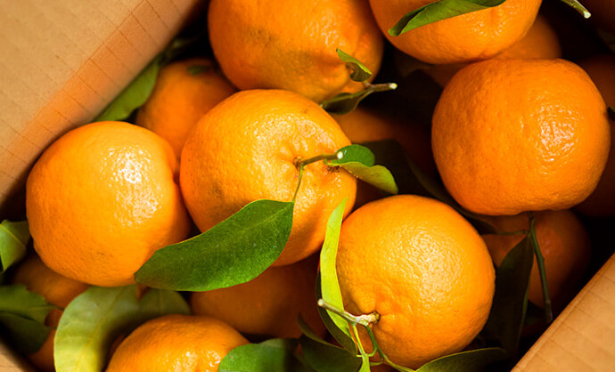 紀州産ぽんかん