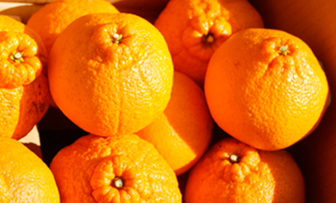 紀州産デコポン