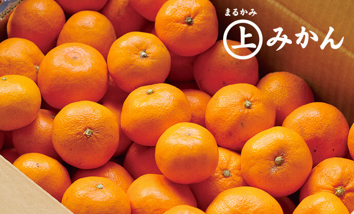 紀州温州みかんご予約開始！