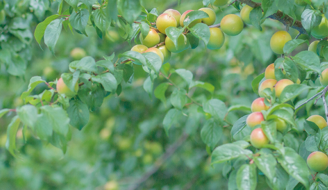 その挑戦は、必然でした。 有機栽培の梅干 石神邑オンラインショップ
