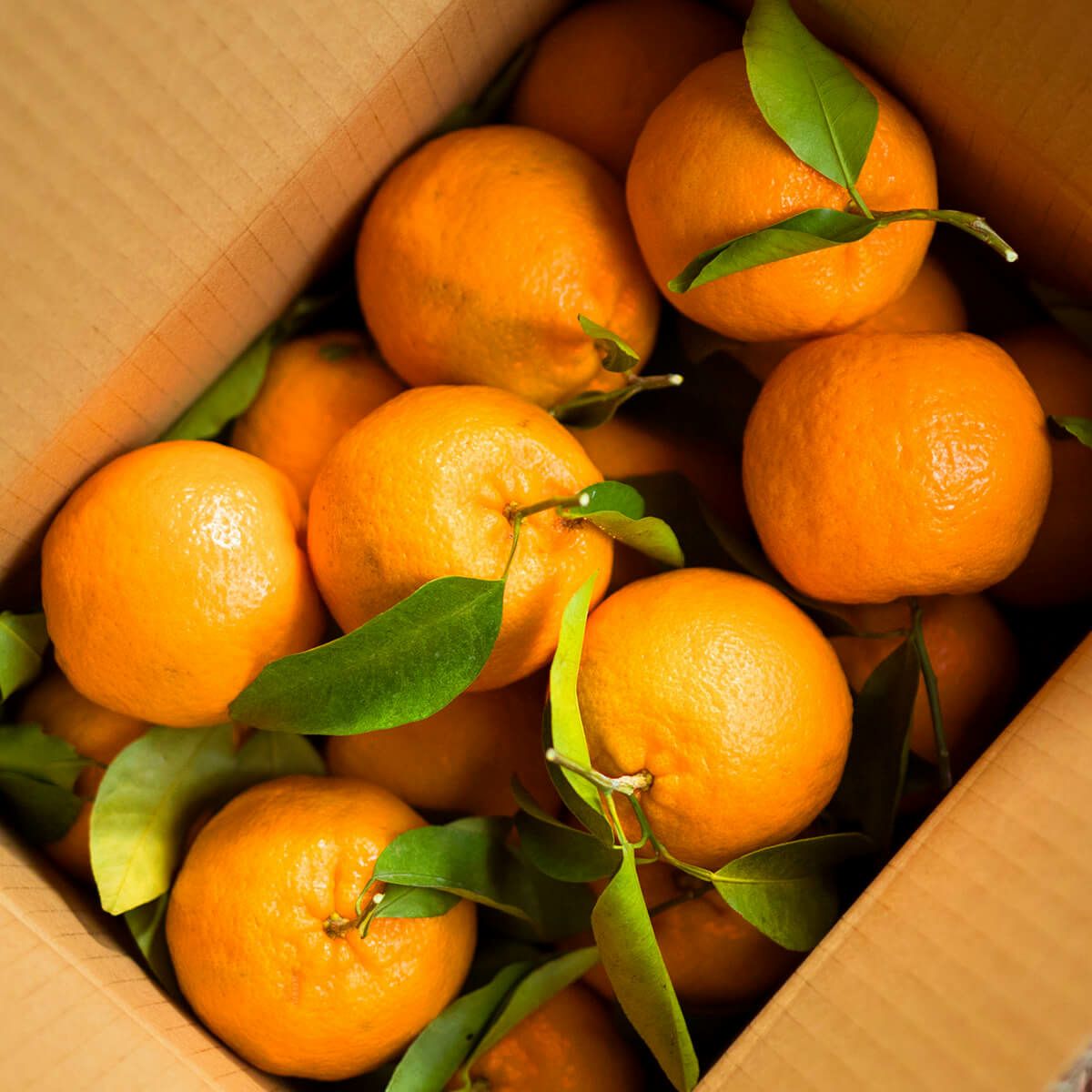 紀州産ぽんかん3kg