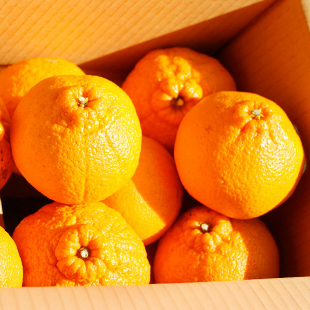 【送料込/同梱・着日指定不可】紀州産デコポン3kg